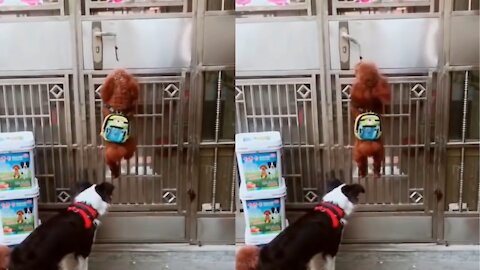 Smart Dogs Flex Intelligence To Open And Close Door