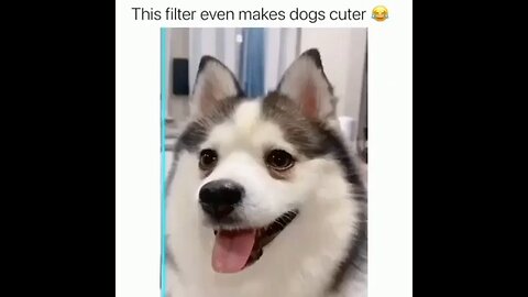 funny dogs vines🤣 funniest dog and cats 🤣awesome funny pet🤣 animals video