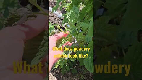what powdery mildew looks like #shortsvideo #gardening #organic #tips #socialmedia @TalkwithSally