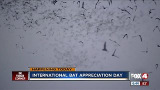 International bat appreciation day