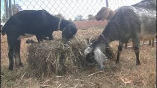 hangin' with the goats part 2