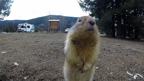 Playful ground squirrels lovingly fed by locals