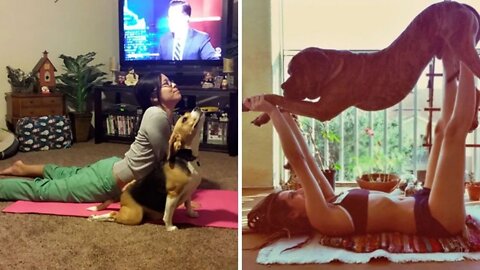 Funny Dog Copying Yoga Pose With Their Owners | Paws Affliction