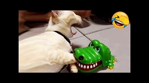 New Funny Videos 2023 😍 Cutest Cats and Dogs 🐱🐶