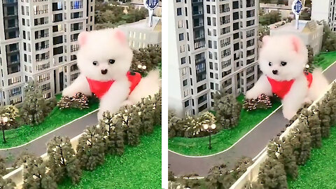 Adorable Pomeranian Playing in Toy House