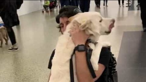 Man and his dog's touching airport reunion