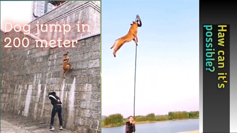 Dog trening in high jump 50 meter|🐕#dog #dog jump