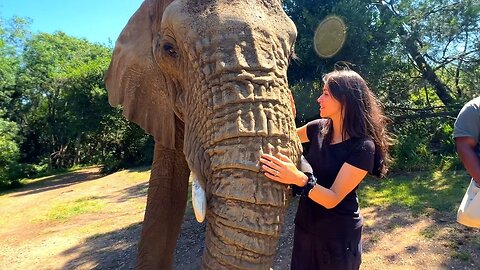 Elephant Sanctuary Plettenberg Bay, Garden Route Cape Town 🐘🐘🐘