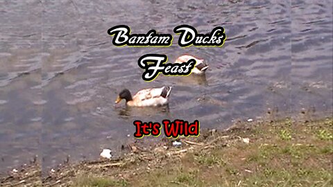 Bantam Ducks Feast