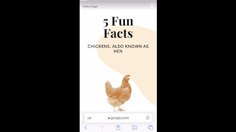 Checking Googles Chicken Knowledge, can it all be trusted? 2/5