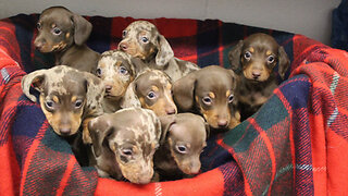 Dachshunds Through The Snow: Nine Puppies Named After Santa’s Reindeer Seek New Homes