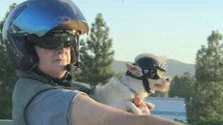 Motorcyclist goes for a ride with his canine buddy!