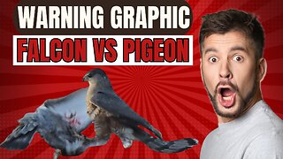 Falcon Kills and Eats a pigeon