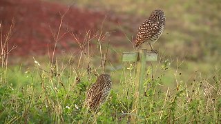 Moment of Peace: Burrowing owls in Cape Coral