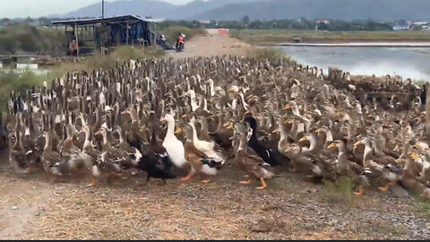 Herding thousands of ducks in the rice fields