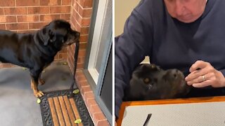 Happy Rottweiler loves to get spoiled by his best friend