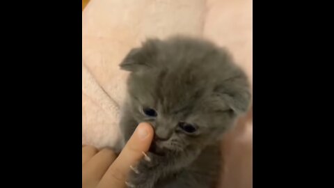 Cute cat lick hand