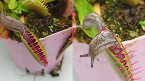 Snail escape from carnivorous plant