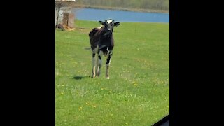 Cute little cow curious about cattle dog