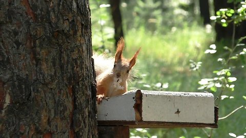 Funny squirrel