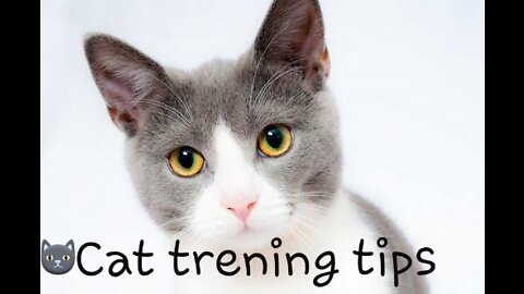 Cat trening tips 🐈🐱🙃😊 2022