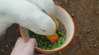 Patos devoram pote de ervilhas em 30 segundos!