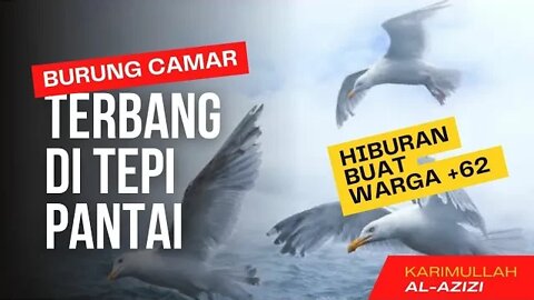 ✔ BURUNG CAMAR DI TEPI PANTAI | HIBURAN BUAT WARGA +62