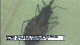 Bloodsucking 'kissing bug' that usually bites people on the face found in Delaware for first time