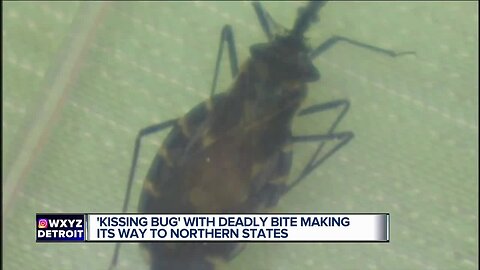 Bloodsucking 'kissing bug' that usually bites people on the face found in Delaware for first time