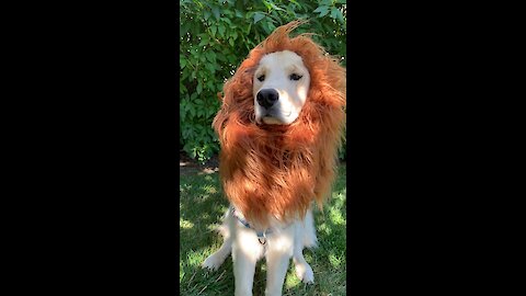 Majestic pup pulls off epic 'Lion King' impression