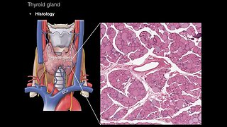 Thyroid and Parathyroid Glands