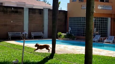 Exercício em casa: Brincando com a Tila Pitbull | Exercise at home: Playing with Tila Pitbull