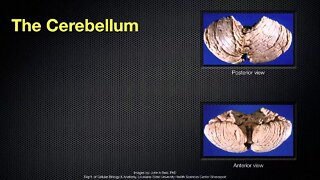 068 The Anatomy and Function of the Cerebellum