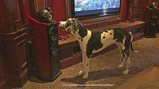 Great Dane Puppy Can't Figure Out Speaker Voice