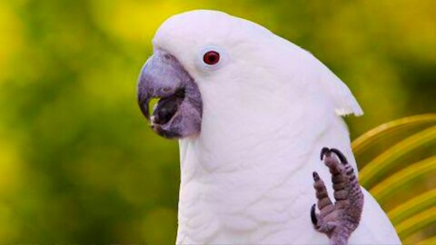 Talking birds cockatoo, saying i love you