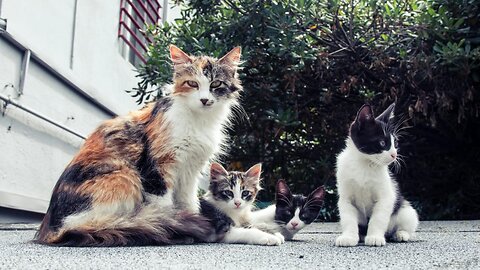 Cat with beautiful and active kittens.