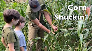 Corn Shucking Time - John Do, a New Tractor Brand? | Garden Update