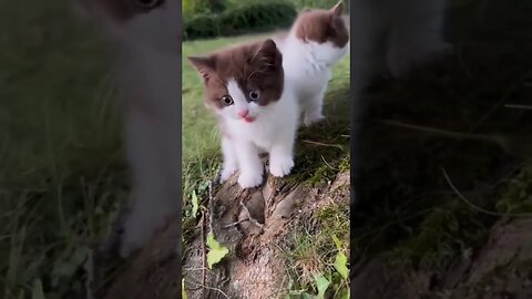 Cute Kitten Meowing#kitten #meow #kittenlove #cutekitten #meowing #fyp