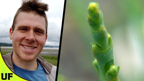 Salicornia Sea Asparagus Taste Test | Unusual Foods | #TeamSeas