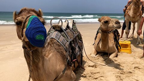 Australia Kills Camels In Search Of Water