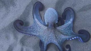 Octopus hypnotically changes color