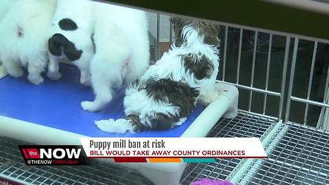 Ban on puppy mills could be at risk if Florida bill passes, making it legal to sell puppy mill dogs