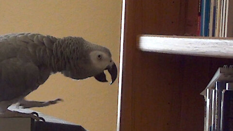 Parrot loves books so much that he gives them kisses