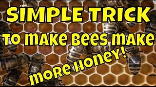 Beekeeping for Beginners | Beekeepers Advice #beekeeping #bee #diy