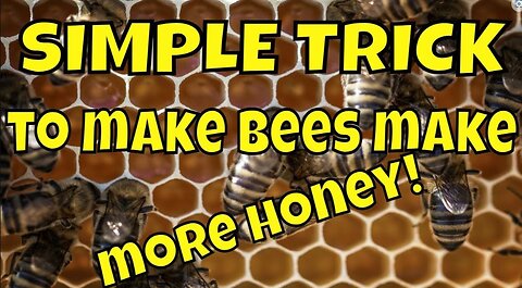 Beekeeping for Beginners | Beekeepers Advice #beekeeping #bee #diy