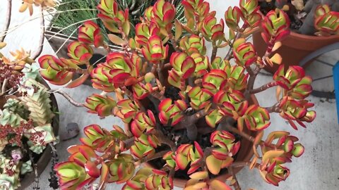 Change Your Succulent's Color-5 Quick Tips