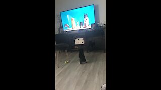 This pup literally can't stop chasing the dogs on TV
