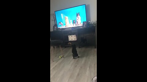 This pup literally can't stop chasing the dogs on TV