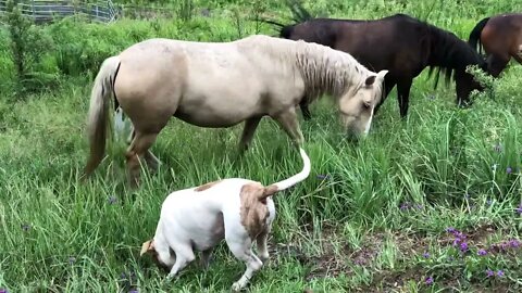 Henry the pit bull grazes with the horses