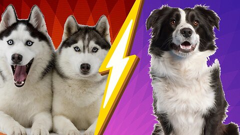 Difference between Border Collie and Husky..😅😅😅 Pets Class Part 120